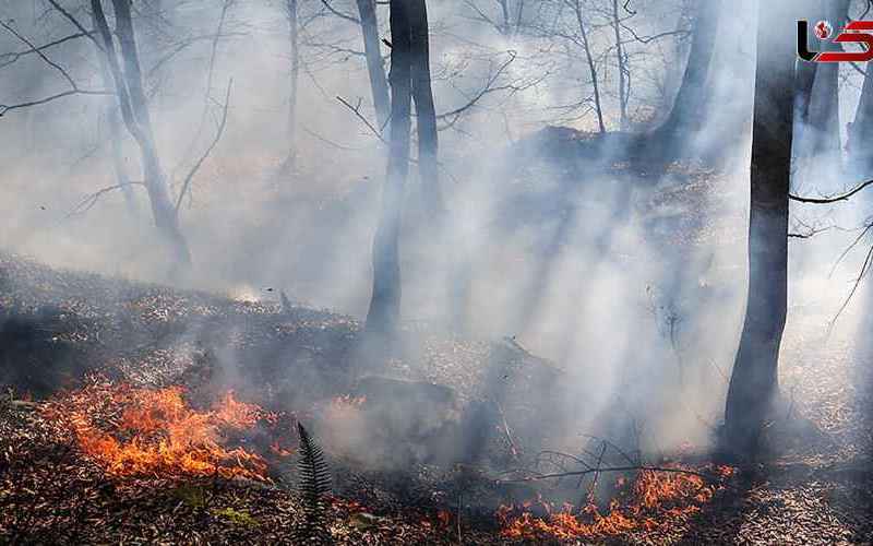  جنگل «کجور» نوشهر آتش گرفت 