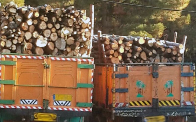  کشف ۷۴ میلیاردی چوب قاچاق در طرح مقابله با قاچاق فرآورده‌های جنگلی 